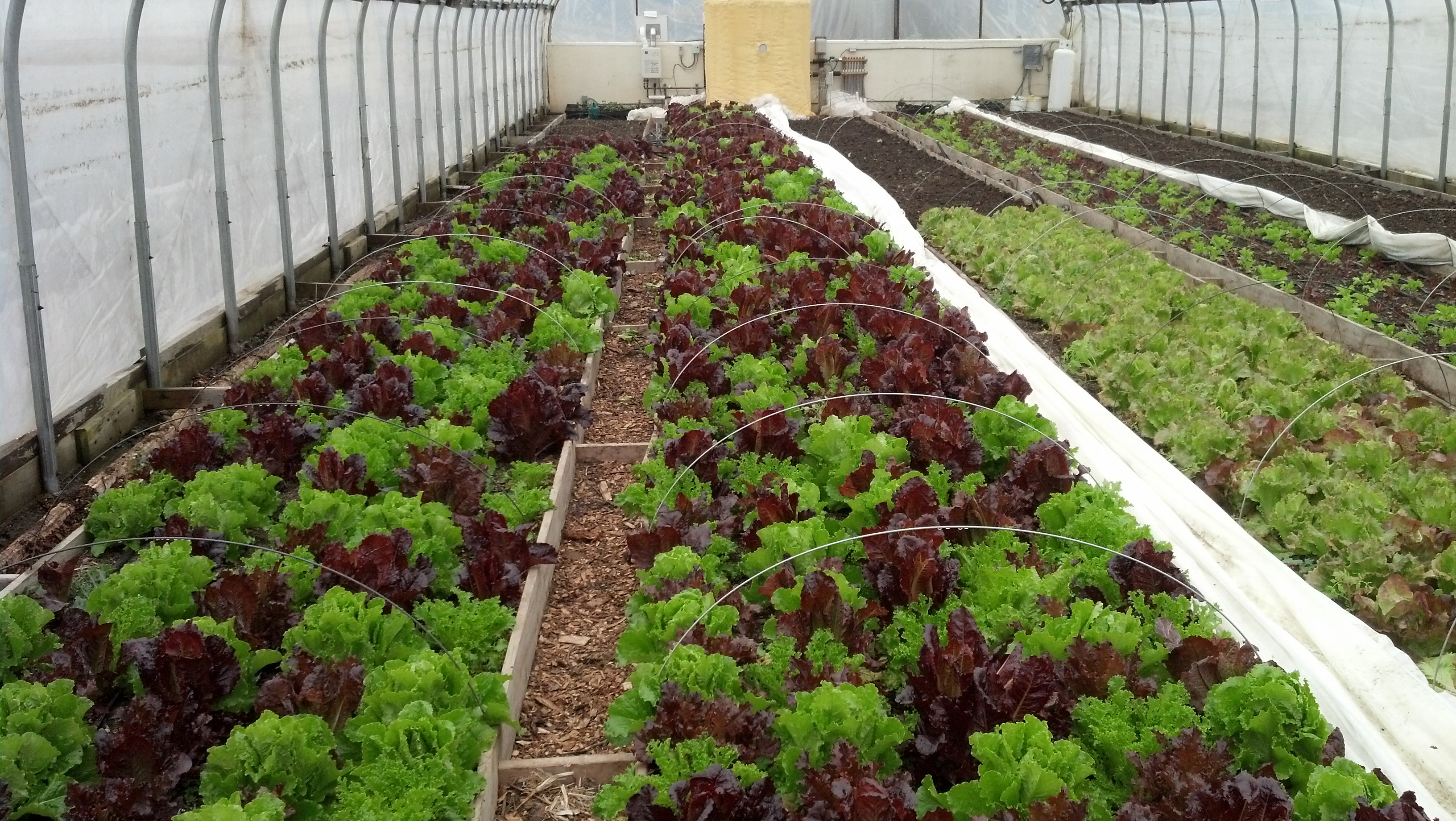 Greenhouse Lettuce Grown Without Fertilizer, Compost ONLY