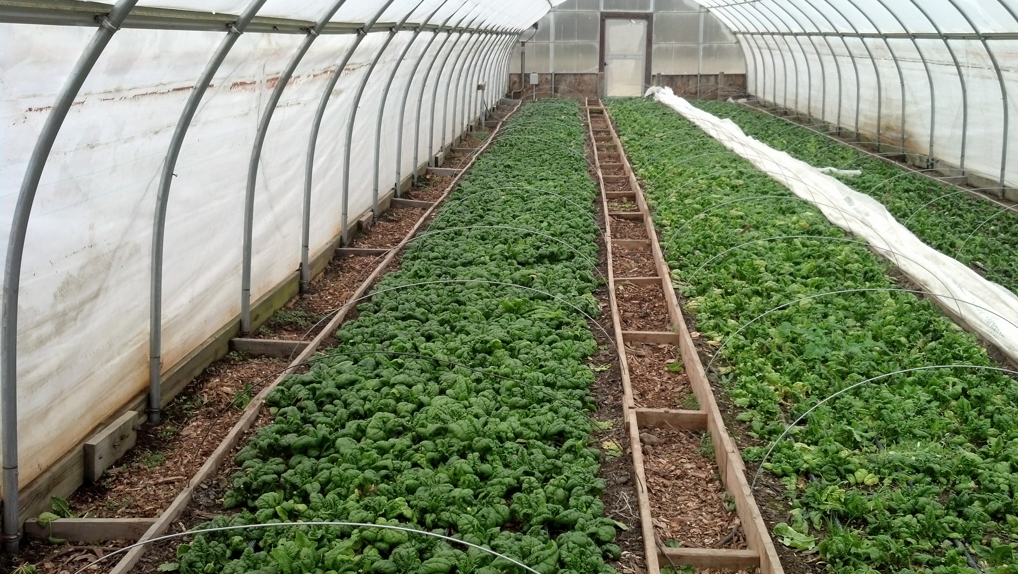 Greenhouse Spinach Grown Without Fertilizer
